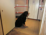 Moos,berner sennen...wil niet graag de behandelkamer in. In de wachtruimte bevalt het hem beter!